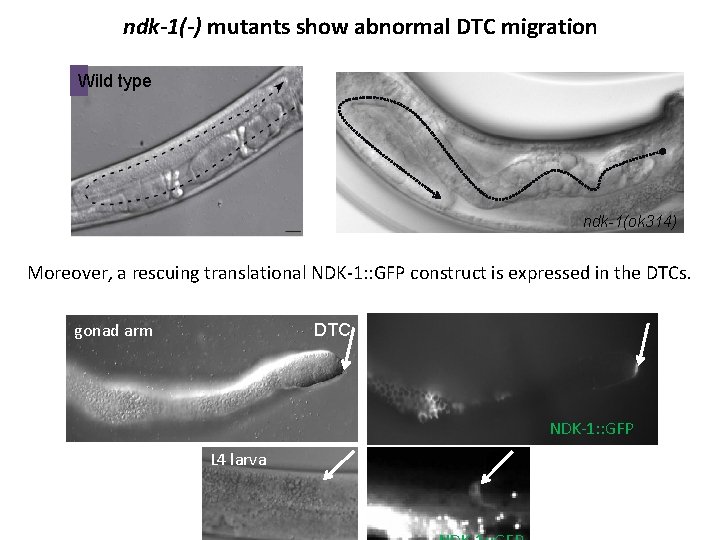 ndk-1(-) mutants show abnormal DTC migration Wild type ndk-1(ok 314) Moreover, a rescuing translational