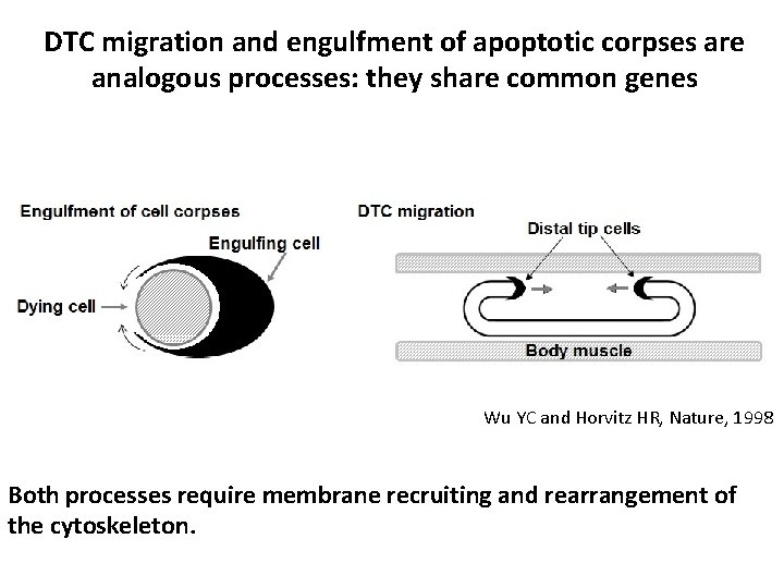 DTC migration and engulfment of apoptotic corpses are analogous processes: they share common genes