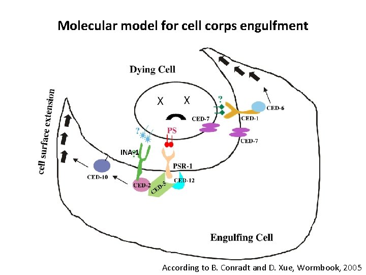 Molecular model for cell corps engulfment • INA-1 According to B. Conradt and D.