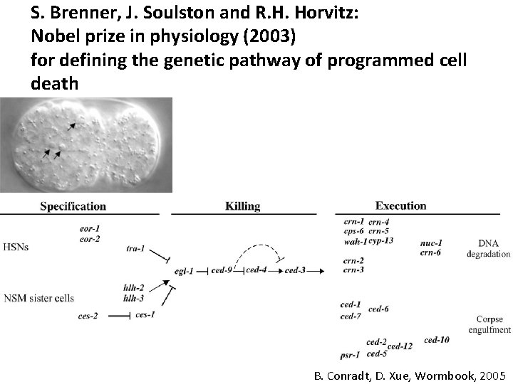 S. Brenner, J. Soulston and R. H. Horvitz: Nobel prize in physiology (2003) for