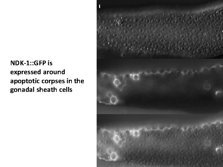 I NDK-1: : GFP is expressed around apoptotic corpses in the gonadal sheath cells