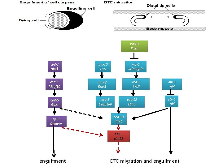 vab-3 Pax 6 ced-7 Abc 1 unc-73 Trio ina-1 -integrin ced-1 Megf 10 mig-2