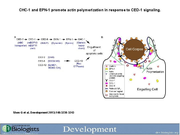 CHC-1 and EPN-1 promote actin polymerization in response to CED-1 signaling. Shen Q et