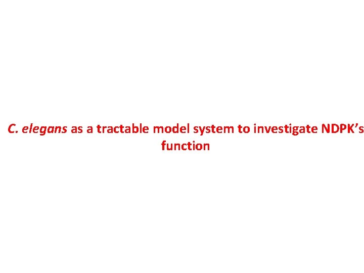 C. elegans as a tractable model system to investigate NDPK’s function 