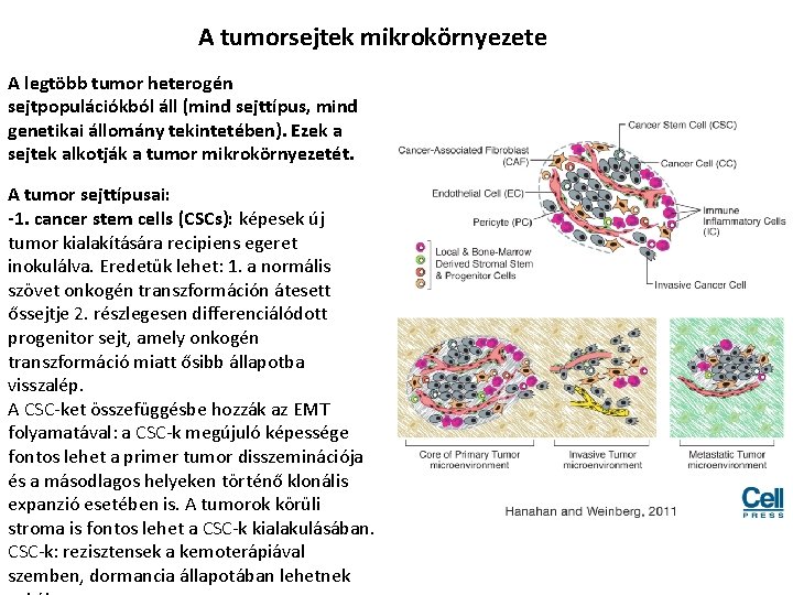 A tumorsejtek mikrokörnyezete A legtöbb tumor heterogén sejtpopulációkból áll (mind sejttípus, mind genetikai állomány