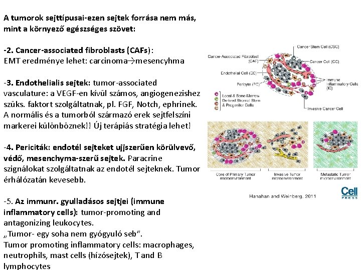 A tumorok sejttípusai-ezen sejtek forrása nem más, mint a környező egészséges szövet: -2. Cancer-associated