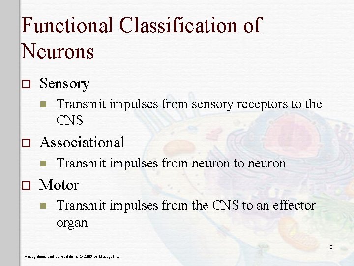 Functional Classification of Neurons o Sensory n o Associational n o Transmit impulses from