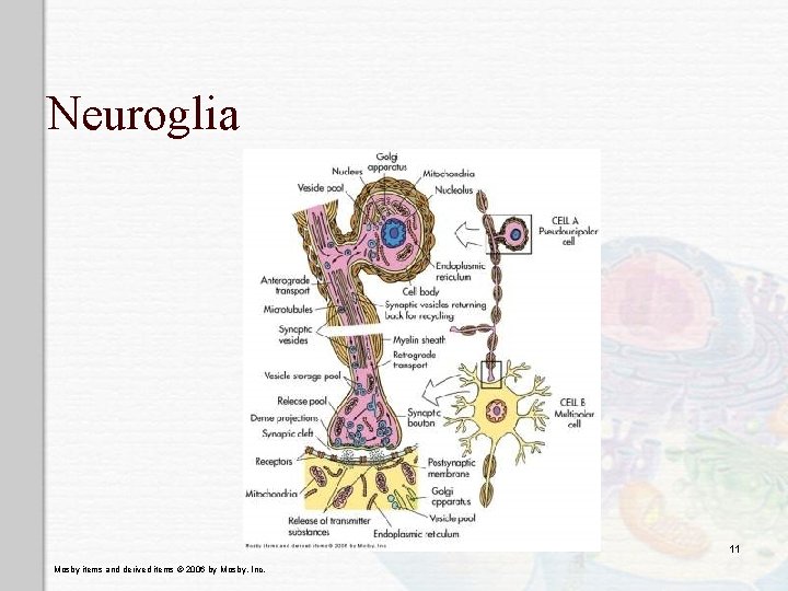 Neuroglia 11 Mosby items and derived items © 2006 by Mosby, Inc. 