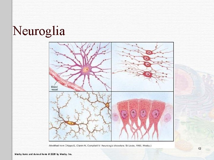 Neuroglia 13 Mosby items and derived items © 2006 by Mosby, Inc. 