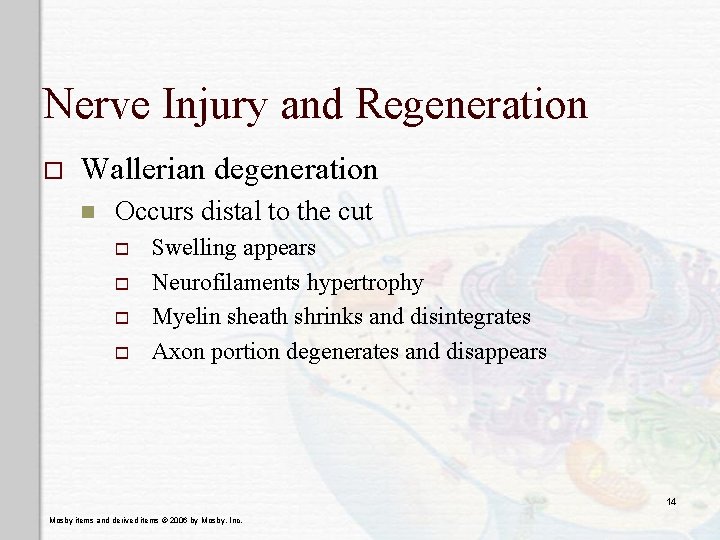 Nerve Injury and Regeneration o Wallerian degeneration n Occurs distal to the cut o