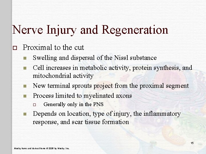 Nerve Injury and Regeneration o Proximal to the cut n n Swelling and dispersal