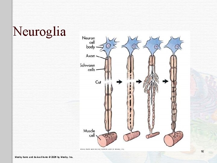 Neuroglia 16 Mosby items and derived items © 2006 by Mosby, Inc. 