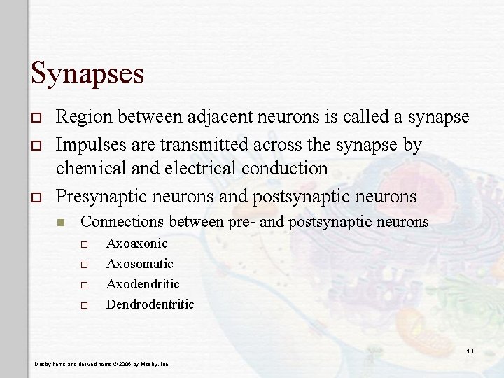 Synapses o o o Region between adjacent neurons is called a synapse Impulses are