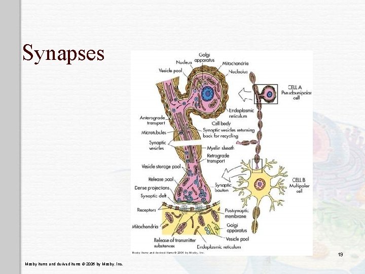 Synapses 19 Mosby items and derived items © 2006 by Mosby, Inc. 