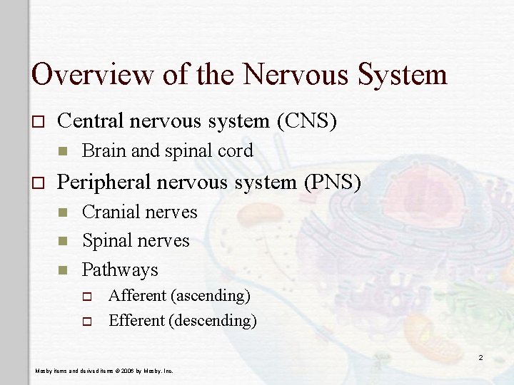 Overview of the Nervous System o Central nervous system (CNS) n o Brain and