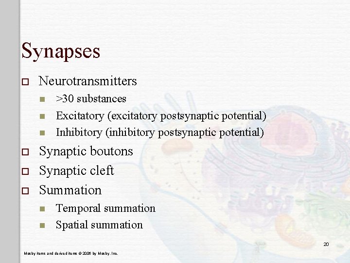 Synapses o Neurotransmitters n n n o o o >30 substances Excitatory (excitatory postsynaptic