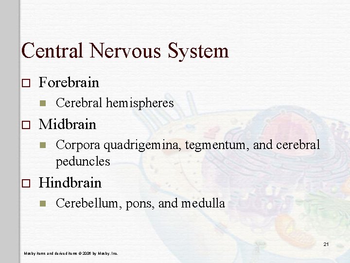 Central Nervous System o Forebrain n o Midbrain n o Cerebral hemispheres Corpora quadrigemina,