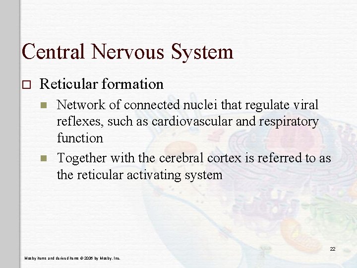 Central Nervous System o Reticular formation n n Network of connected nuclei that regulate