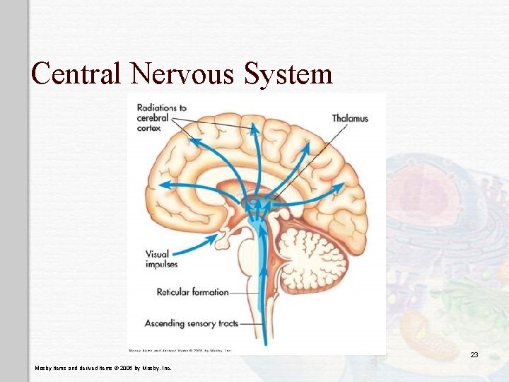 Central Nervous System 23 Mosby items and derived items © 2006 by Mosby, Inc.