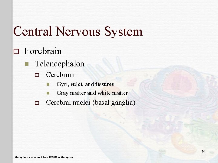 Central Nervous System o Forebrain n Telencephalon o Cerebrum n n o Gyri, sulci,