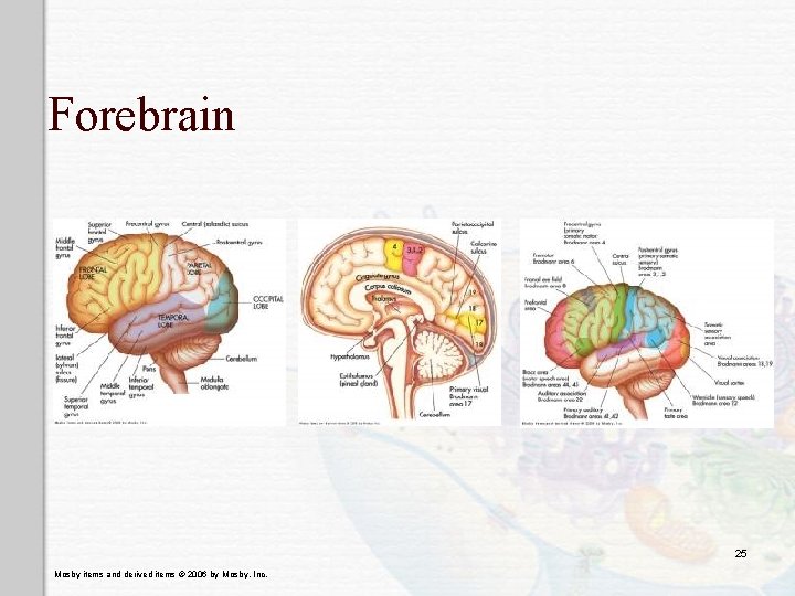 Forebrain 25 Mosby items and derived items © 2006 by Mosby, Inc. 