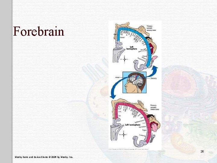 Forebrain 26 Mosby items and derived items © 2006 by Mosby, Inc. 