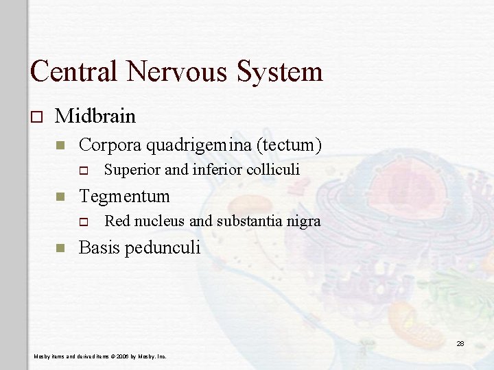 Central Nervous System o Midbrain n Corpora quadrigemina (tectum) o n Tegmentum o n