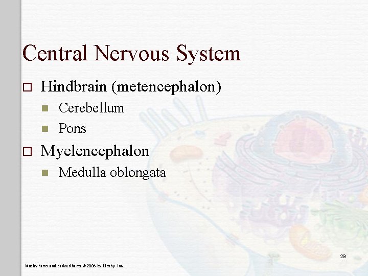 Central Nervous System o Hindbrain (metencephalon) n n o Cerebellum Pons Myelencephalon n Medulla