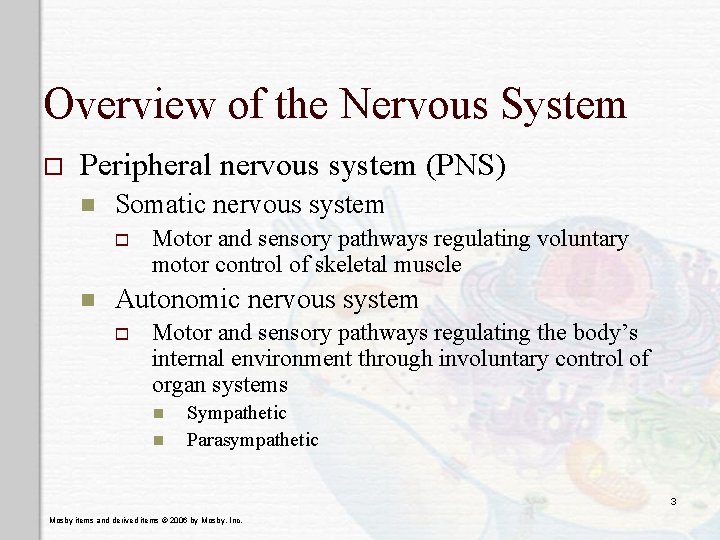 Overview of the Nervous System o Peripheral nervous system (PNS) n Somatic nervous system