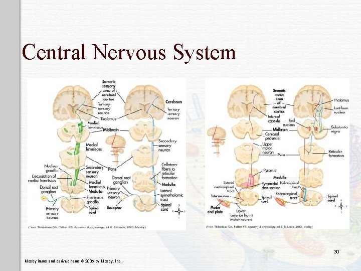 Central Nervous System 30 Mosby items and derived items © 2006 by Mosby, Inc.