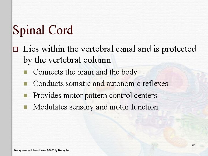 Spinal Cord o Lies within the vertebral canal and is protected by the vertebral