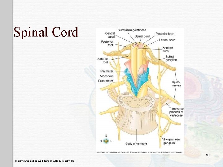 Spinal Cord 33 Mosby items and derived items © 2006 by Mosby, Inc. 