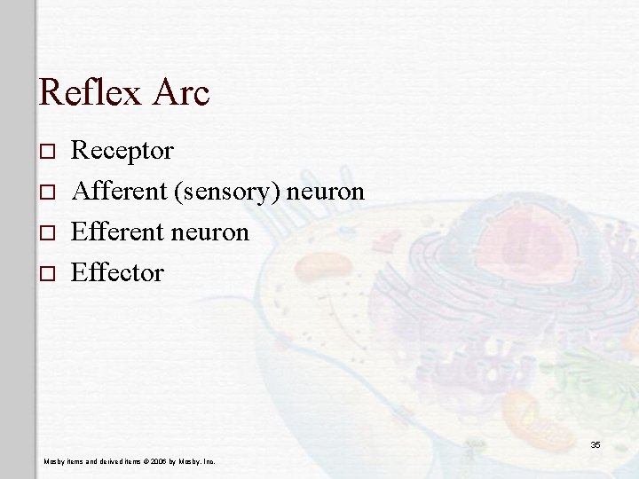 Reflex Arc o o Receptor Afferent (sensory) neuron Efferent neuron Effector 35 Mosby items