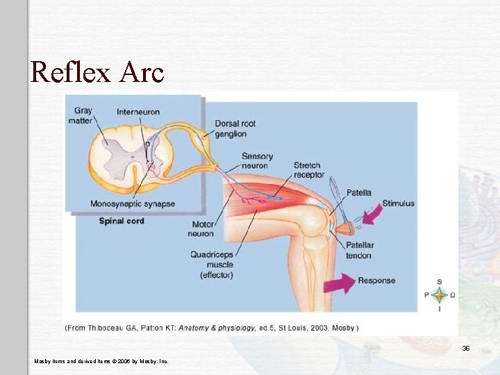 Reflex Arc 36 Mosby items and derived items © 2006 by Mosby, Inc. 