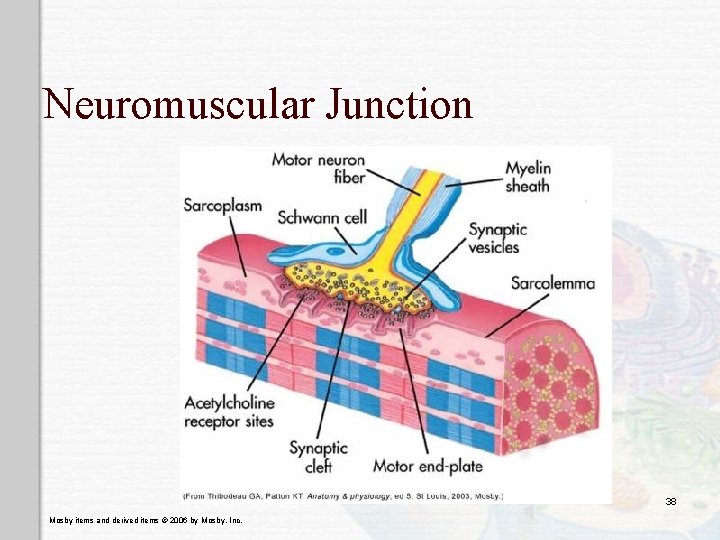 Neuromuscular Junction 38 Mosby items and derived items © 2006 by Mosby, Inc. 