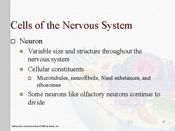 Cells of the Nervous System o Neuron n n Variable size and structure throughout