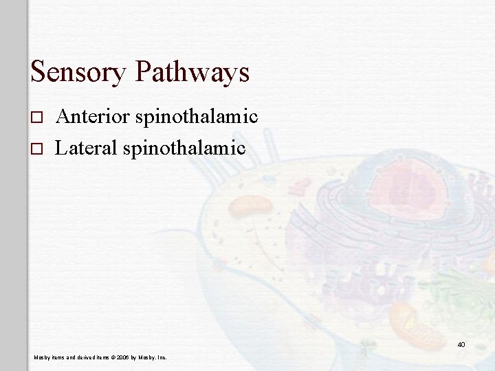 Sensory Pathways o o Anterior spinothalamic Lateral spinothalamic 40 Mosby items and derived items