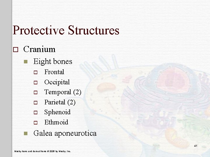 Protective Structures o Cranium n Eight bones o o o n Frontal Occipital Temporal