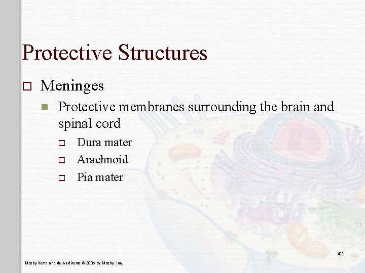 Protective Structures o Meninges n Protective membranes surrounding the brain and spinal cord o