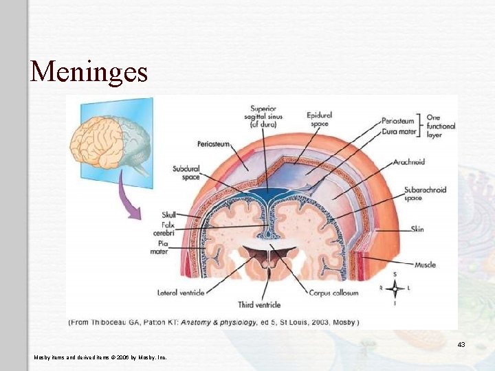 Meninges 43 Mosby items and derived items © 2006 by Mosby, Inc. 