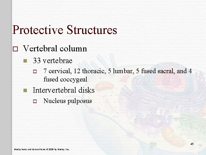 Protective Structures o Vertebral column n 33 vertebrae o n 7 cervical, 12 thoracic,