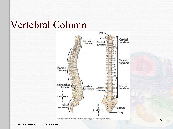 Vertebral Column 46 Mosby items and derived items © 2006 by Mosby, Inc. 