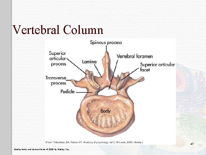 Vertebral Column 47 Mosby items and derived items © 2006 by Mosby, Inc. 