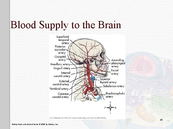 Blood Supply to the Brain 49 Mosby items and derived items © 2006 by