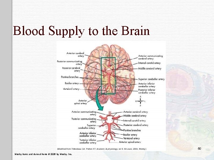 Blood Supply to the Brain 50 Mosby items and derived items © 2006 by