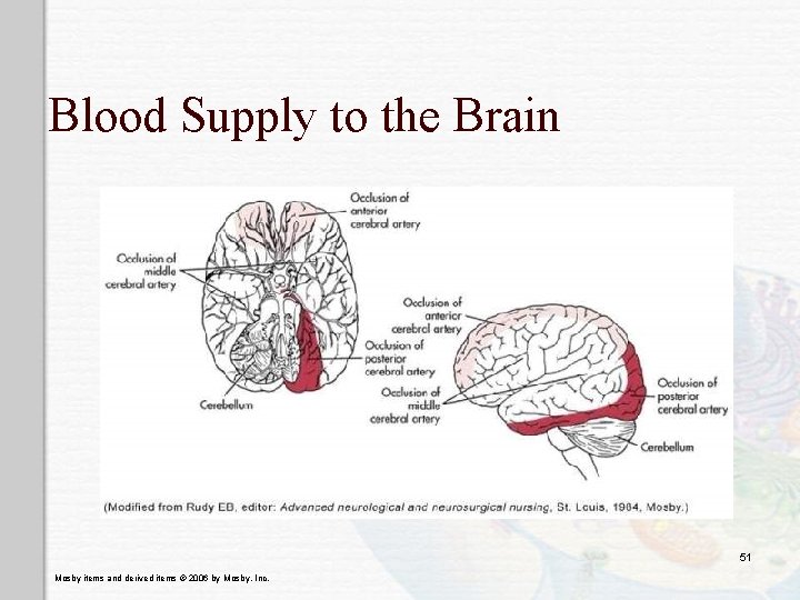 Blood Supply to the Brain 51 Mosby items and derived items © 2006 by