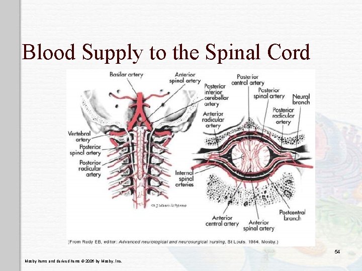 Blood Supply to the Spinal Cord 54 Mosby items and derived items © 2006