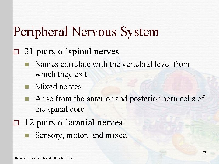 Peripheral Nervous System o 31 pairs of spinal nerves n n n o Names