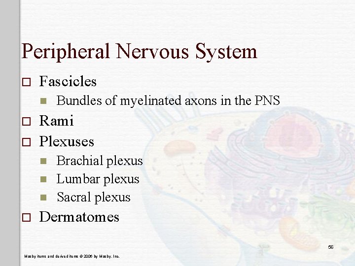 Peripheral Nervous System o Fascicles n o o Rami Plexuses n n n o