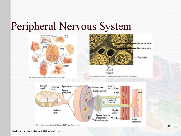 Peripheral Nervous System 57 Mosby items and derived items © 2006 by Mosby, Inc.